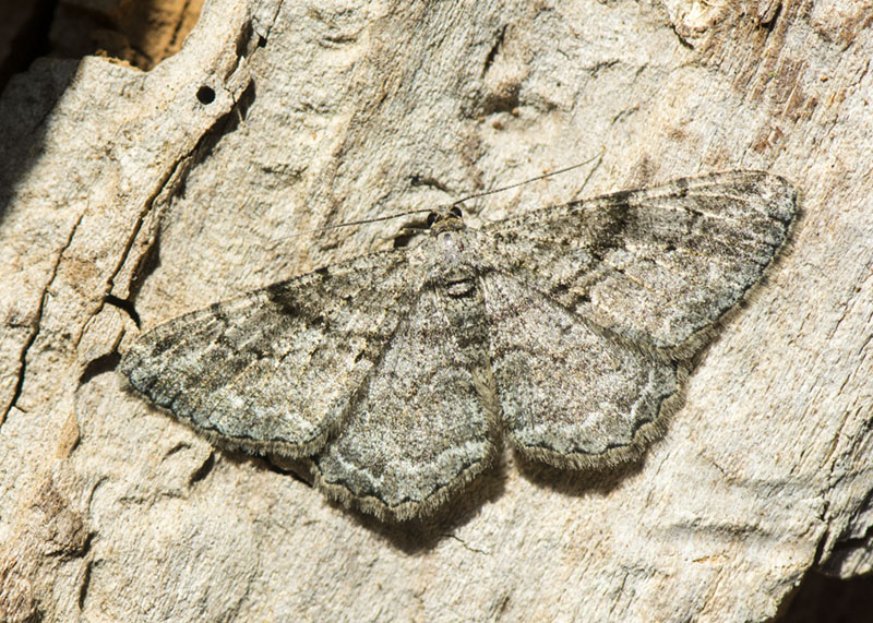 Geometridae - Peribatodes rhomboidaria